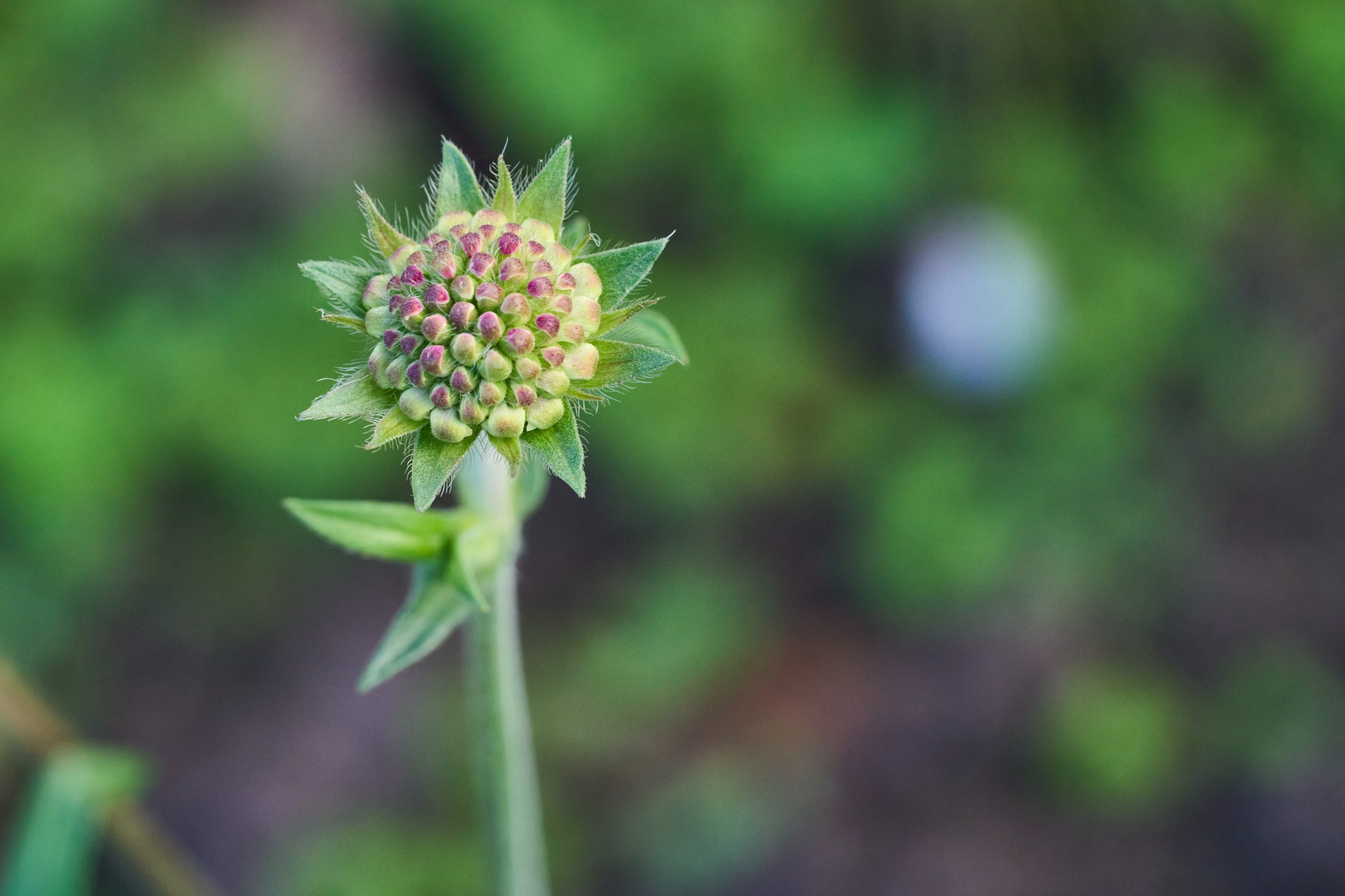 2025 11 02 Gruga 0063